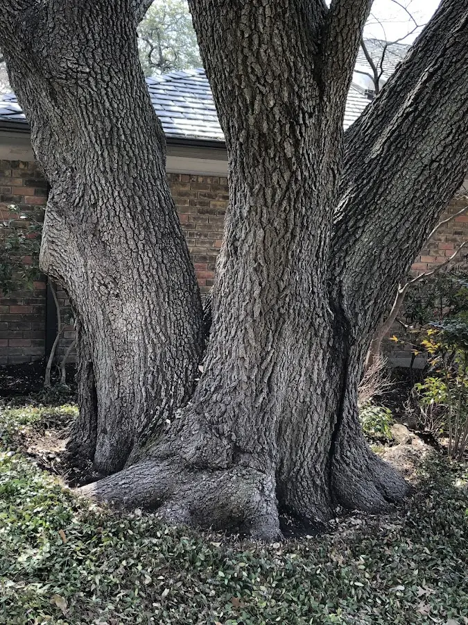 Mature heritage tree close to a Indian Valley property cared for by certified arborists